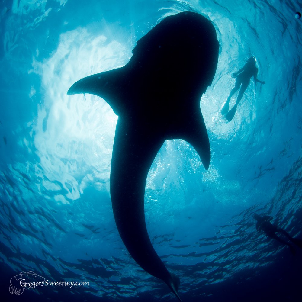 Whale Shark Small Group Tour | Snorkel With Whale Sharks Multi Day Eco Tour | Image #4/8 | 