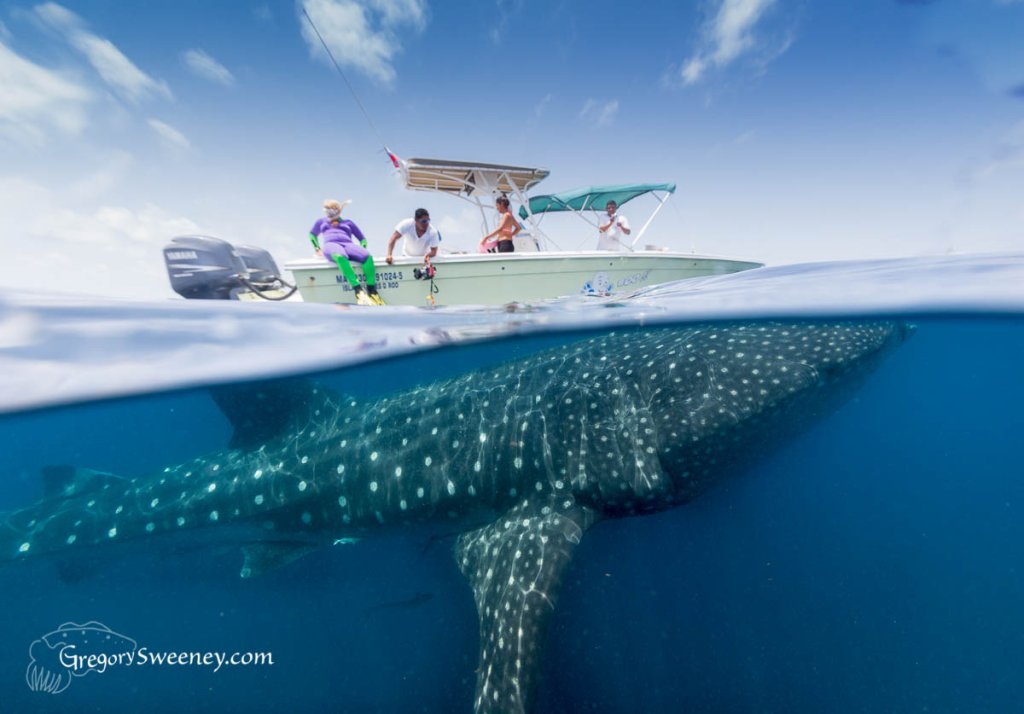 Swim With Whale Sharks Small Group Tour | Snorkel With Whale Sharks Multi Day Eco Tour | Image #3/8 | 