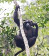 7 Days Gorilla, Chimpanzee Tracking And Uganda Saf | Uganda, Uganda