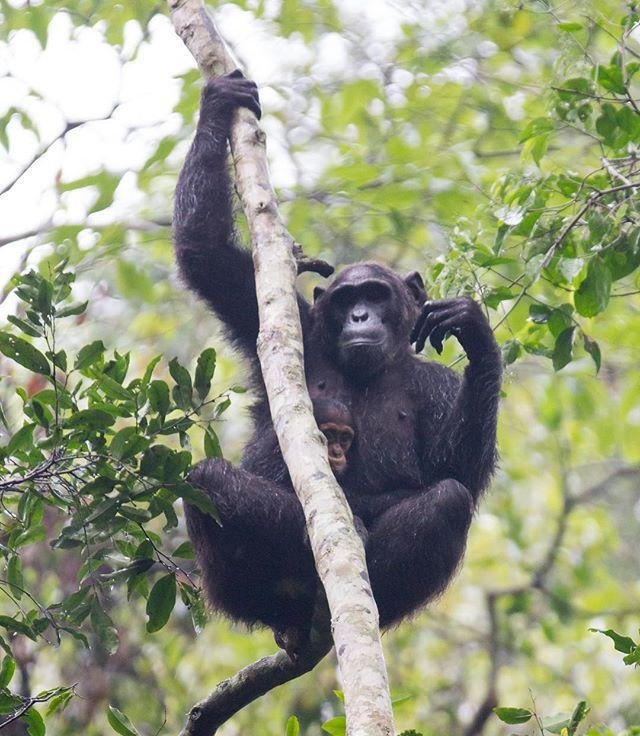 Chimpanzee | 7 Days Gorilla, Chimpanzee Tracking And Uganda Saf | Uganda, Uganda | Wildlife & Safari Tours | Image #1/3 | 