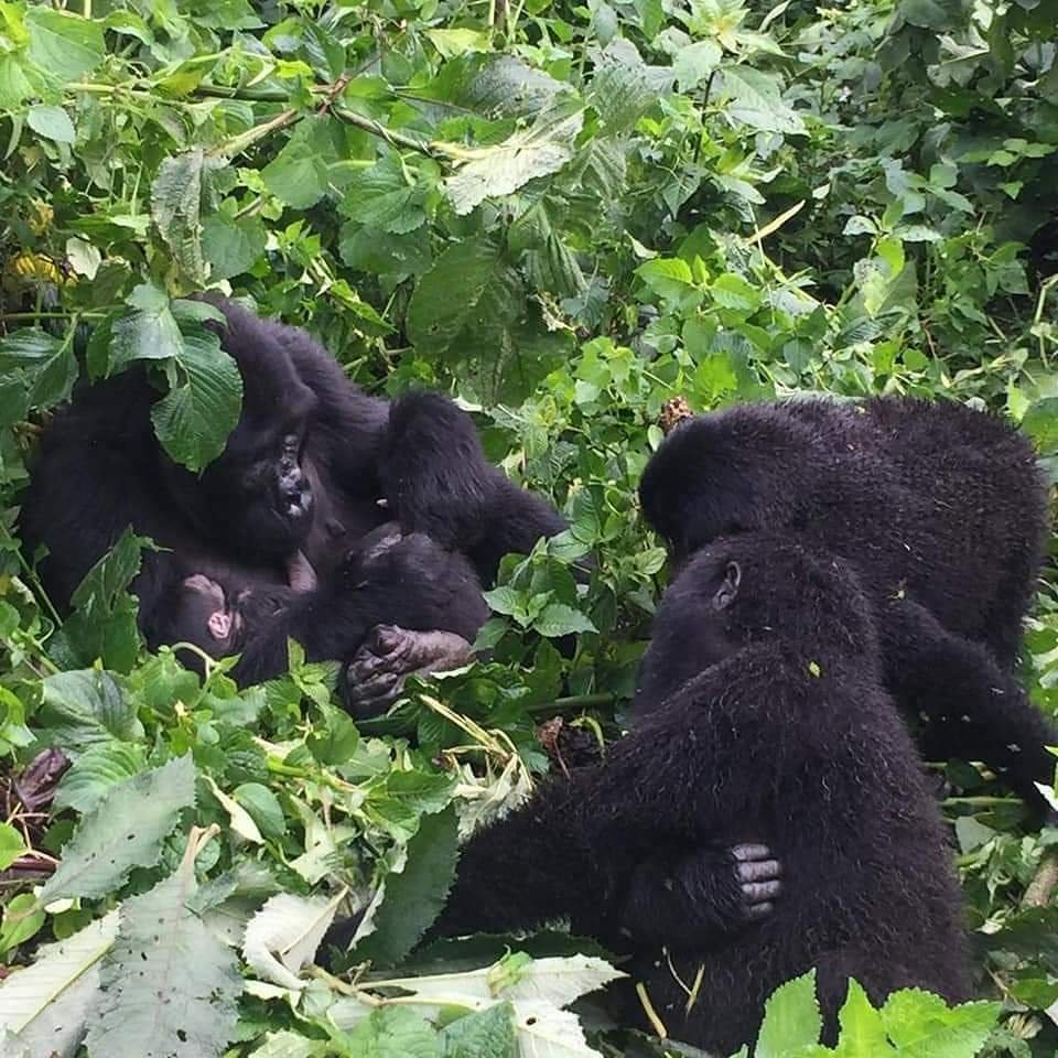 3 Days Uganda Gorilla Trekking Safari | Best Uganda Gorilla Trekking Safari Adventure | Image #8/8 | 