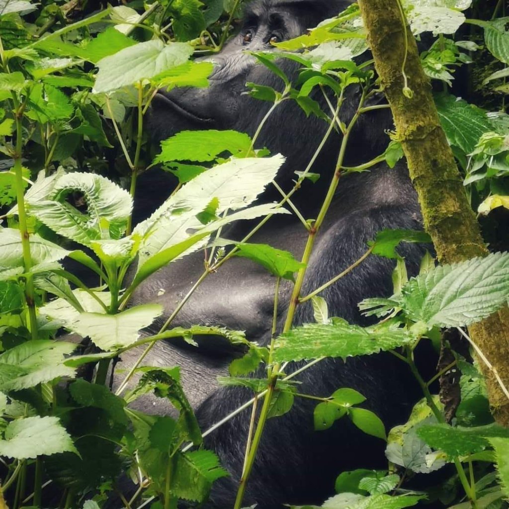 3 Days Uganda Gorilla Trekking Safari | Best Uganda Gorilla Trekking Safari Adventure | Image #4/8 | 