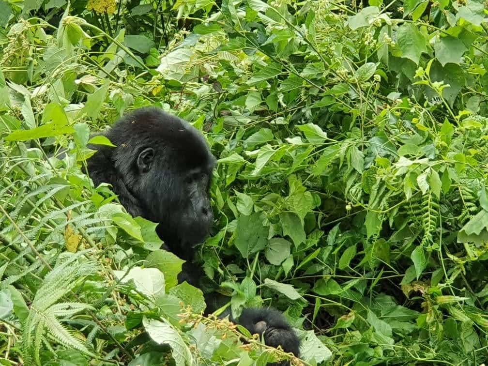 3 Day Uganda Gorilla Trekking Tour | Best Uganda Gorilla Trekking Safari Adventure | Image #3/8 | 