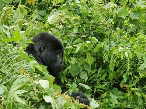 3 Day Uganda Gorilla Trekking Tour
