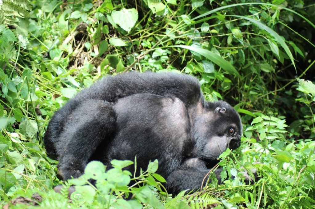 3 Days Uganda Gorilla Trekking Safari | Best Uganda Gorilla Trekking Safari Adventure | Image #5/8 | 