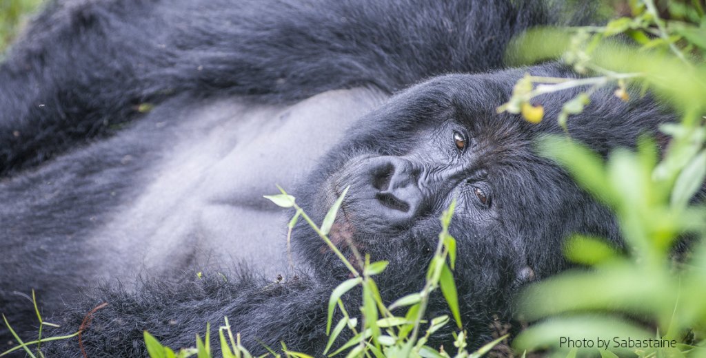 3 Days Uganda Gorilla Trekking Safari | Best Uganda Gorilla Trekking Safari Adventure | Image #6/8 | 