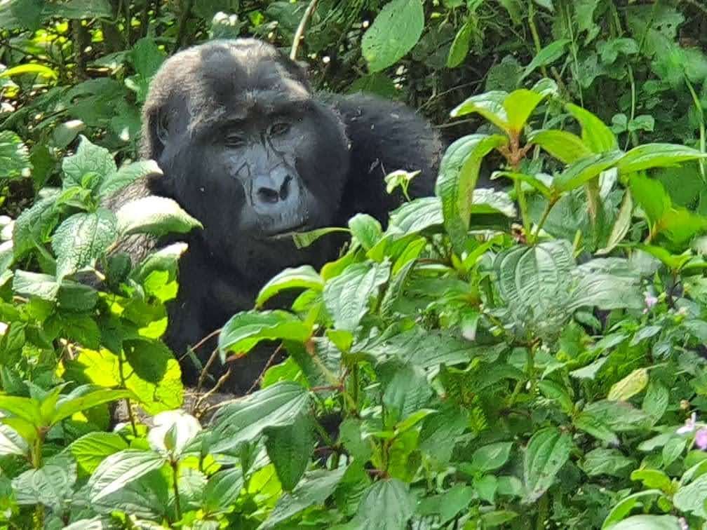 3 Day Uganda Gorilla Trekking Tour | Best Uganda Gorilla Trekking Safari Adventure | Image #2/8 | 