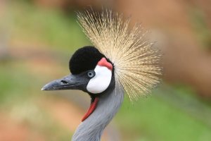 All Uganda Safaris | Kampala, Uganda Sight-Seeing Tours | Kampala, Uganda