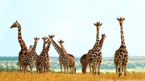 Beautiful Wildlife Kenya