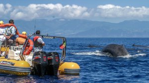 Azores Whale Watching & Islet Boat Tour