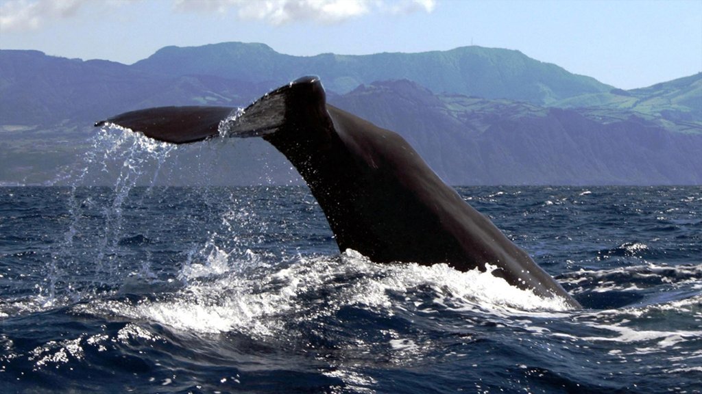 Azores Whale Watching & Islet Boat Tour | Image #3/8 | 