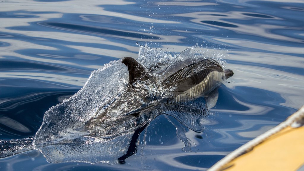 Azores Whale Watching & Islet Boat Tour | Image #2/8 | 
