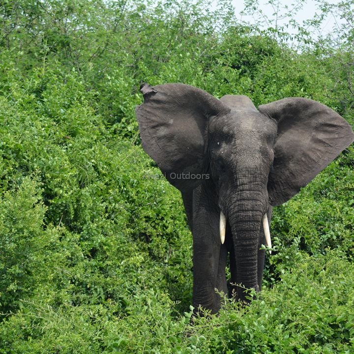 Elephant Grazes Along The River | Kwezi Outdoors | Image #10/16 | 