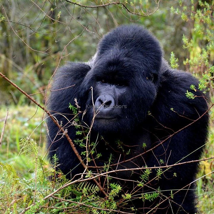 Mountain Gorilla Silverback | Kwezi Outdoors | Kampala, Uganda | Wildlife & Safari Tours | Image #1/16 | 