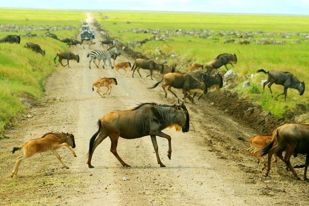 8days Wildebeest Calving Season | Image #2/6 | 