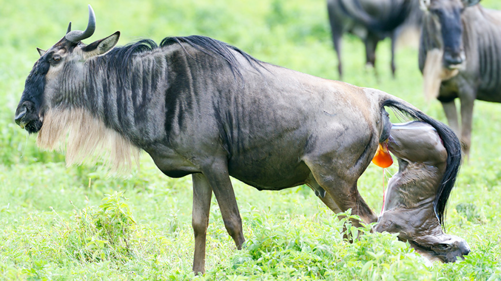 8days Wildebeest Calving Season | Arusha, Tanzania | Wildlife & Safari Tours | Image #1/6 | 