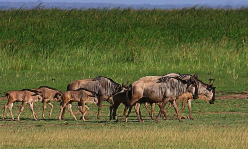 8days Wildebeest Calving Season | Image #6/6 | 