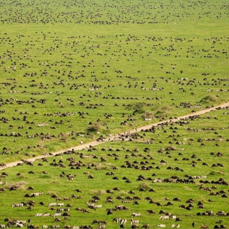 9days Serengeti Great Wildebeest Migration - | Image #4/6 | 