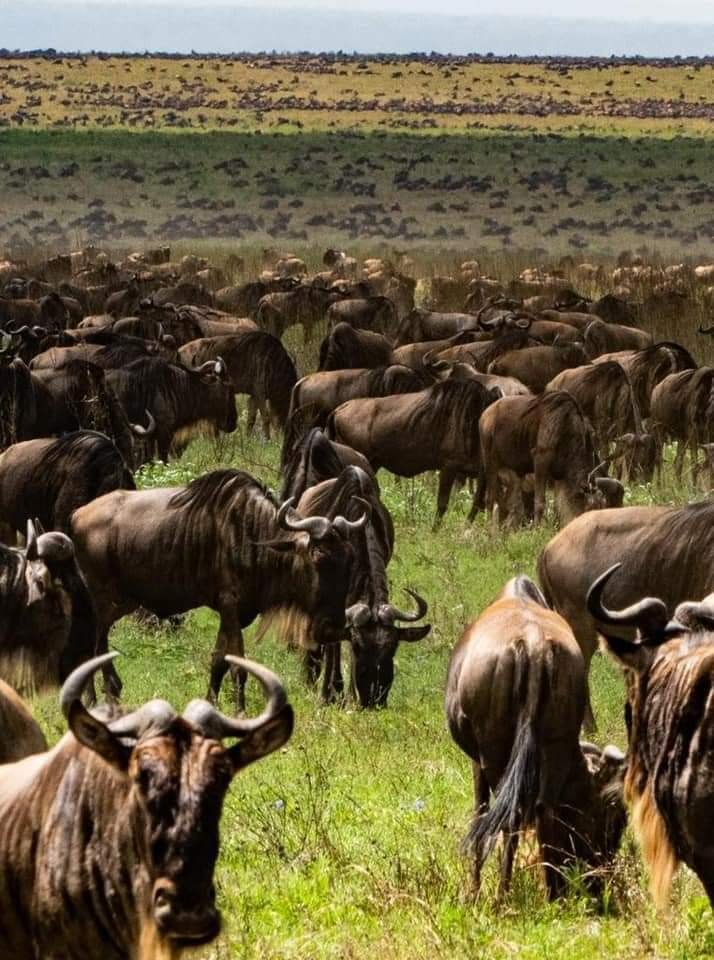 9days Serengeti Great Wildebeest Migration - | Image #5/6 | 