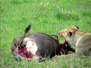 3 Days - Wildlife Safari | Moshi, Tanzania, Tanzania Wildlife & Safari Tours | Nature & Wildlife Paje, Tanzania