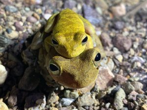 Rio Agujitas Eco Farm And Tours | Abbeville, Costa Rica | Hiking & Trekking