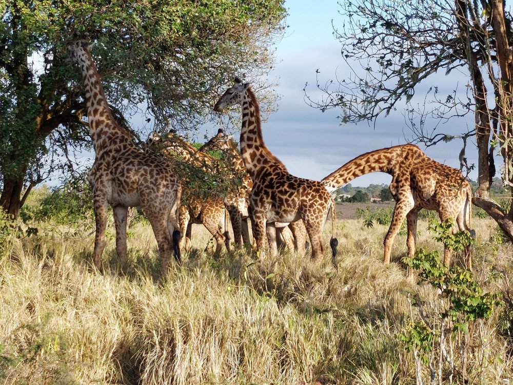 Giraffe | 9-day Night Game Drive-canoeing-walking At Crater | Image #8/9 | 