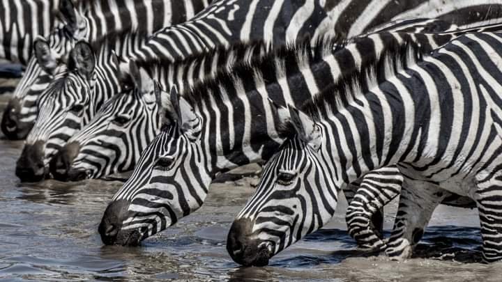 6 Days Best Of Tanzania Safari | Image #7/13 | 