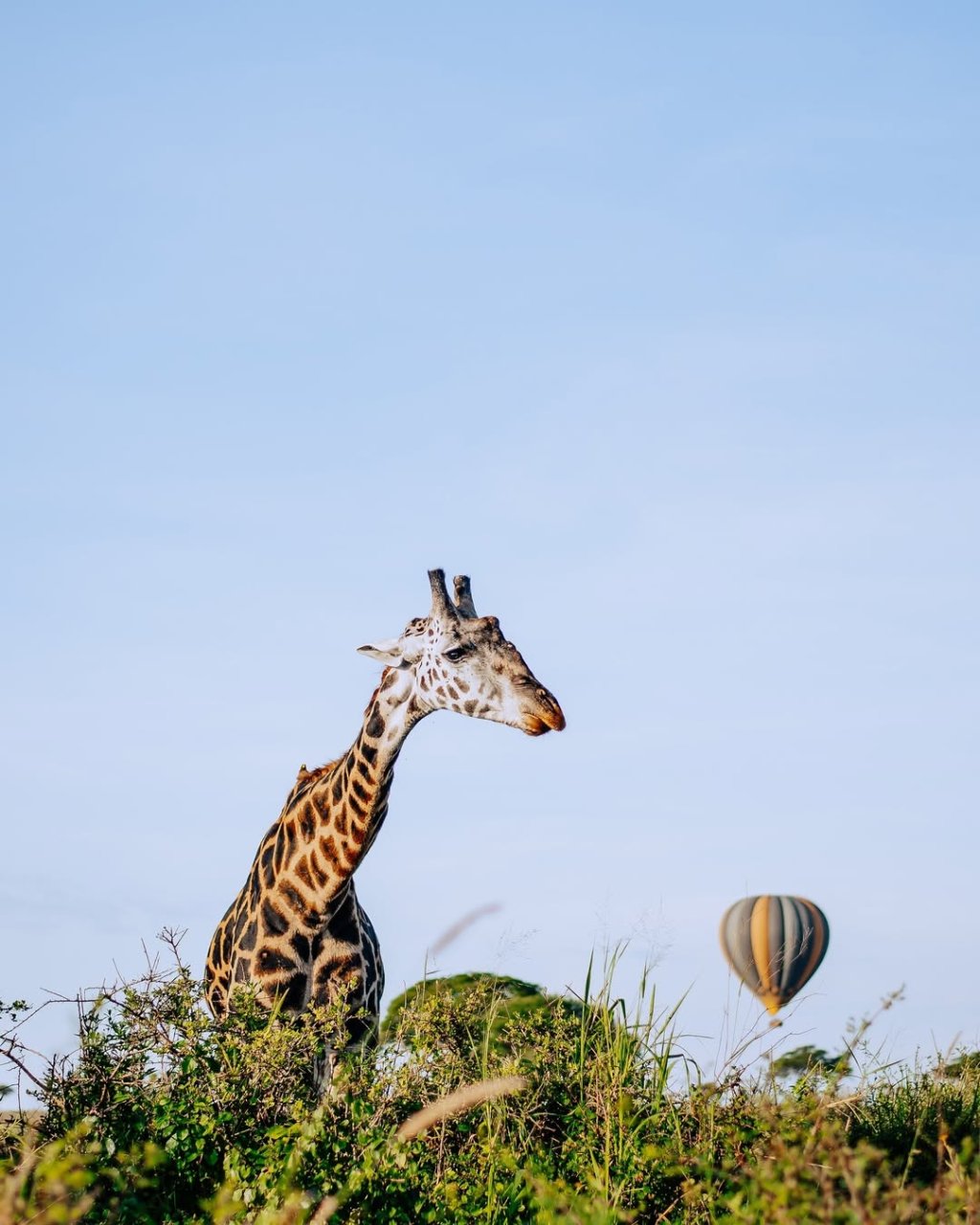 6 Days Best Of Tanzania Safari | Image #2/13 | 