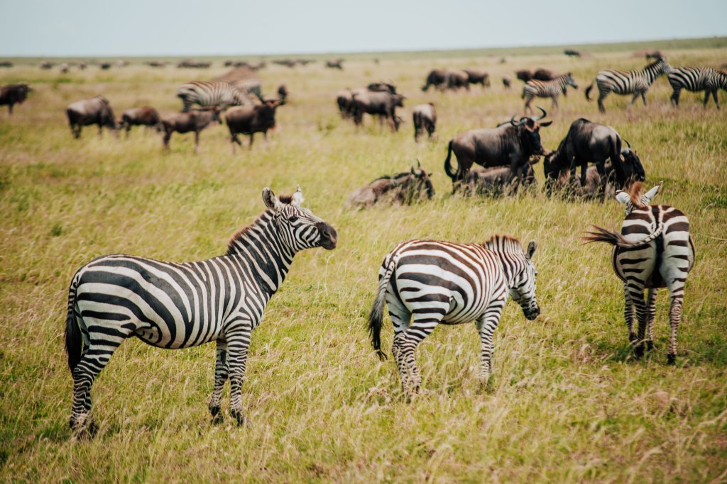 6 Days Best Of Tanzania Safari | Image #5/13 | 